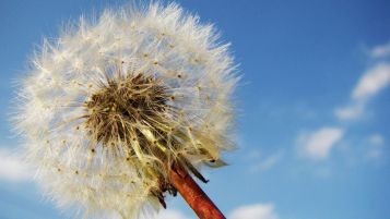 Pusteblume