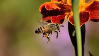 Honigbiene im Anflug